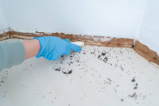 Trusted Soda Springs, ID Pest Control Experts